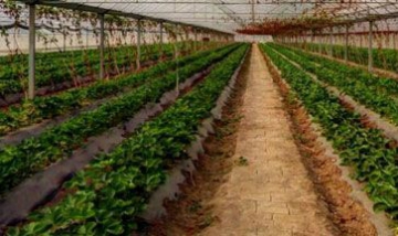 河北省綠杏健身科技全景圖